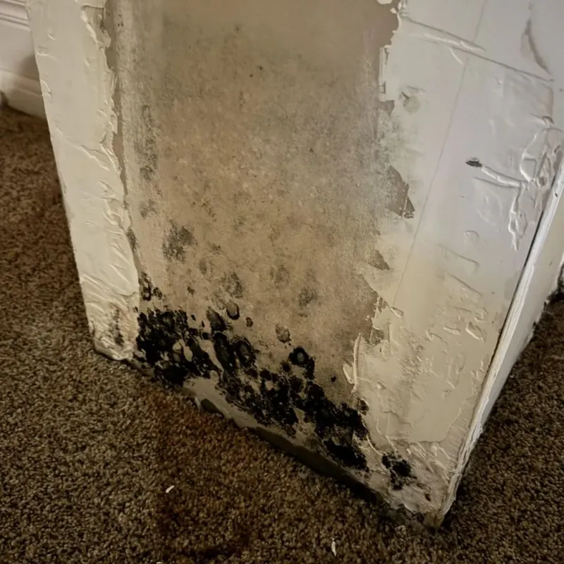Professional Mold Removal in Olivet, MI
